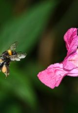 Springkraut Druesiges